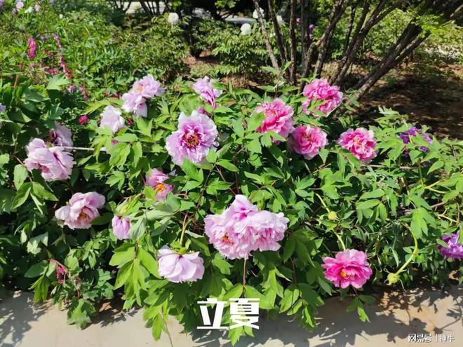 般4种人记得“躲夏”3个习俗为家人消灾祈福j9九游会俱乐部登录入口今年立夏3个不一(图7) 般4种人记得“躲夏”3个习俗为家人消灾祈福j9九游会俱乐部登录入口今年立夏3个不一(图7)